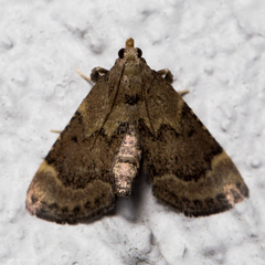 Hypsopygia phoezalis