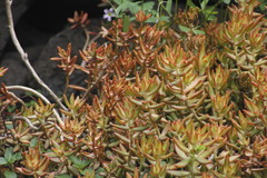 Sedum adolphi
