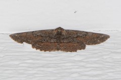 Iridopsis vellivolata