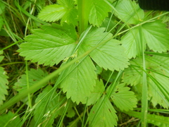 Fragaria vesca americana