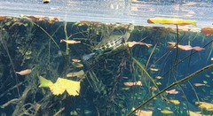 Trachemys venusta iversoni