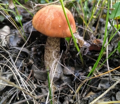Leccinum discolor
