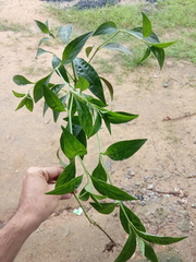 Andrographis paniculata