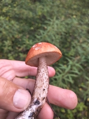 Leccinum discolor
