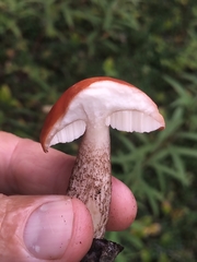 Leccinum discolor