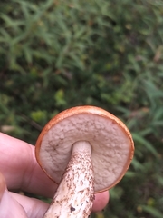 Leccinum discolor