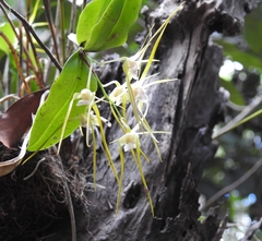 Dendrobium tetragonum