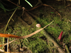 Psathyrella tenuicula