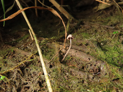 Psathyrella tenuicula