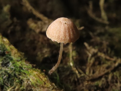 Psathyrella tenuicula