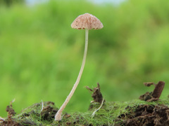 Psathyrella tenuicula