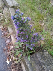 Echium vulgare