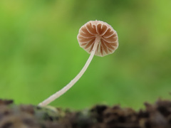 Psathyrella tenuicula