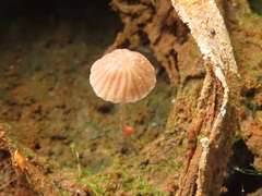 Psathyrella tenuicula