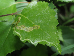 Agromyza alnibetulae