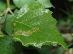 Agromyza alnibetulae