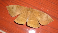 Lygniodes endoleucus