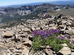 Penstemon spatulatus