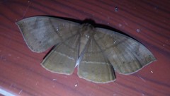 Lygniodes endoleucus