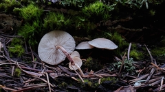 Collybia bakerensis