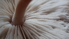 Collybia bakerensis