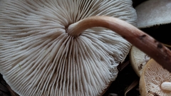 Collybia bakerensis