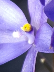 Thelymitra ixioides