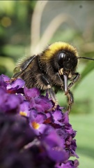 Bombus