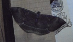 Lygniodes endoleucus