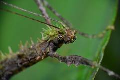 Neoclides laceratus