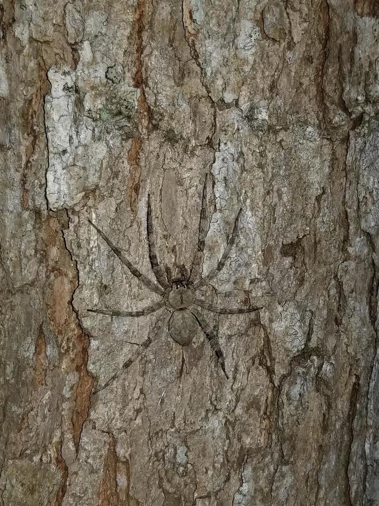 White banded Fishing Spider From Alvin TX USA On August 26 2020 At white-banded-fishing-spider-from-alvin-tx-usa-on-august-26-2020-at