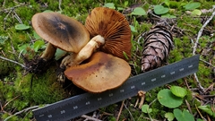 Cortinarius clandestinus