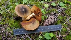 Cortinarius clandestinus
