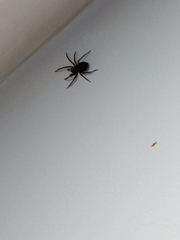 Araneae