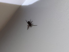 Araneae
