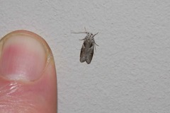 Lichenaula choriodes