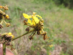 Stigmaphyllon retusum