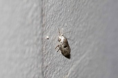 Lichenaula choriodes