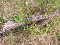 Stigmaphyllon retusum