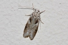 Lichenaula choriodes