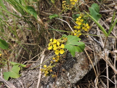 Stigmaphyllon retusum