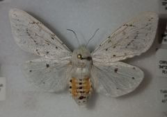 Spilosoma dubia