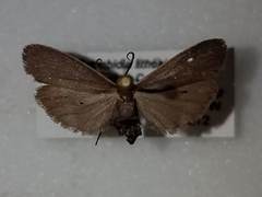 Crambidia lithosioides