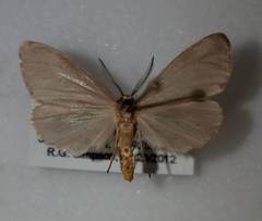 Pagara simplex