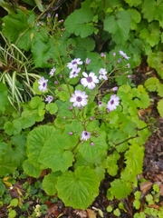 Pericallis