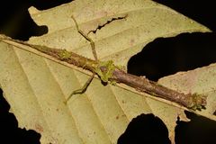 Neoclides laceratus