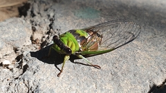 Diceroprocta oleacea