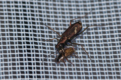 Cylindera obliquefasciata