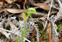 Pterostylis smaragdyna
