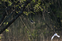 Polioptila caerulea